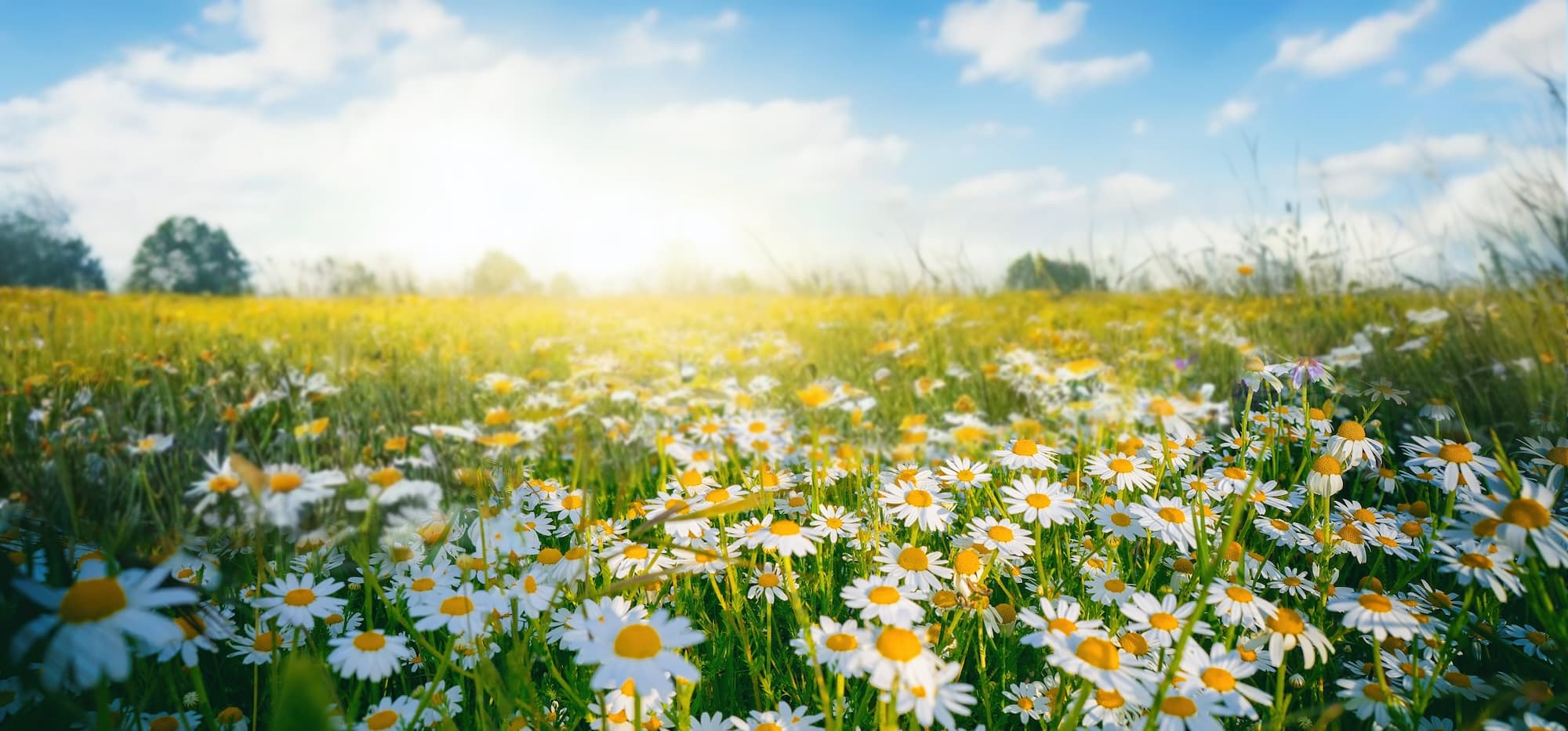 A field of fresh flowers